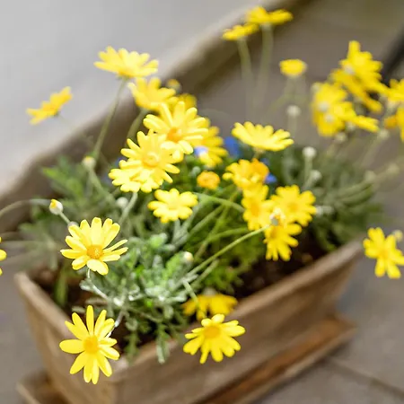 Lehen - Herr 2 Appartement Freiburg im Breisgau
